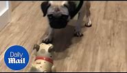 Hilarious moment pug is terrified by robot counterpart