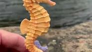 Seahorse Toy for Kids