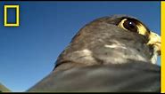 POV: Ride on the Back of a Soaring Falcon | National Geographic