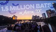 How to See the Austin Bats