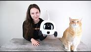 Rocki Robot Companion for Pets Review (We Tried It)