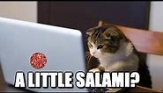 Cats Can Have Little A Salami : Meme Origin