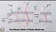 Drawing Fluid Mosaic Model Of Plasma Membrane in Easy Way | Drawing Cell Membrane