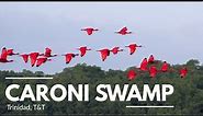 Caroni Bird Sanctuary: Afternoon Tour of Caroni Swamp