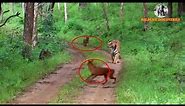 Tiger surrounded by Dholes || புலியை சுற்றிவளைத்த செந்நாய் கூட்டம்