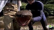 Up Close and Personal with a Giant Salamander