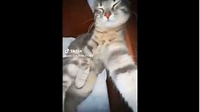 cat holding a phone?? Video from =odetari_x_6arelyhuman