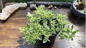 Growing and Propagating Dorotheanthus Bellidiformis MEZOO Trailing Red Succulent Plant Care (2021)