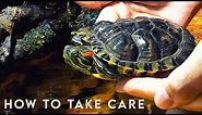 How to take care of a Turtle? 🐢 RED EARED SLIDER
