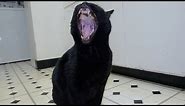 Epic Cat Yawn