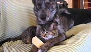 Dog invades cat's personal space