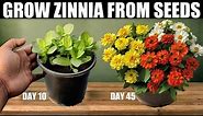 How To Grow Zinnia From Seeds | SEED TO FLOWER