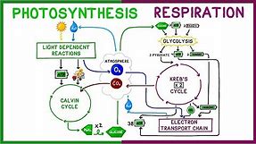 Photosynthesis vs. Cellular Respiration Comparison
