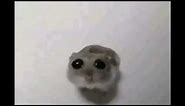 Sad Hamster Violin Meme (Full)
