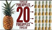 Types of pineapples / catagory of pineapples / different different types of pineapples/