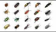 🪲 🐞 Types of Beetles | Learn Types of Beetles In English | Beetles In English | English Beetle Names