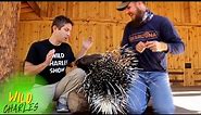 African Crested Porcupine facts!