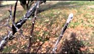 Apple Tree Buds - Fruit vs Vegetative Buds