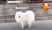 Doggo reunited with hooman