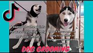 Funny Dog Grooming Tik Tok Compilation w/ Hilarious Voiceover | @girlwitthedogs