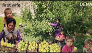 🍏 Apple Harvesting Adventures: Tending Orchards with DENA Nomads | Nomadic Life 🌳