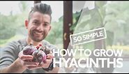 How to Grow Hyacinths | Everything You Need to Know! | Guide to Growing Indoor Hyacinth Bulbs!