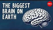 What the biggest brain on Earth can do - David Gruber and Shane Gero