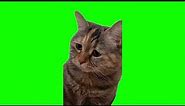 Green Screen Sad Meowing Cat Meme
