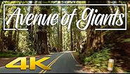 Avenue of the Giants | Humboldt Redwoods State Park Travel Guide