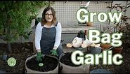 Growing GARLIC in GROW BAGS