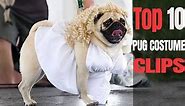 Top 10 Pugs in Awesome Costumes Clips