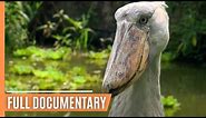 The world's weirdest creatures | Full Documentary