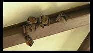 Dog-faced Fruit Bats