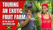 Exotic Fruit Farm Tour in Westmoreland Jamaica (Part 1) - YAAD TRODZ