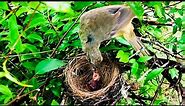 2-Day-Old Birds Nesting (Next Day After Ant Attack) (3) – Streak-eared Bulbul Hatching (Ep23)