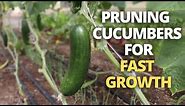 How to Prune Cucumbers & Identify Suckers