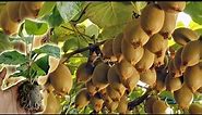 How to Grow, Prune, And Harvesting Kiwifruit - Gardening Tips