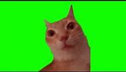 cat staring and turning red meme (green screen)
