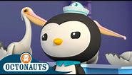 @Octonauts - The Pelicans | Season 3 | Full Episodes | Cartoons for Kids