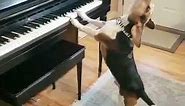 Hilarious Dog Plays Piano and Sings: You Won't Believe Your Ears!