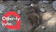 Watch this adorable otter dance and wiggle! 🦦 | SWNS