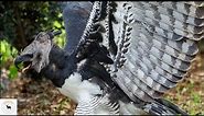 Harpy Eagle - The Majestic Sky Hunter