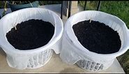 Dollar Tree Laundry Baskets for Gardening! | Gardening on a Budget 💵🌱