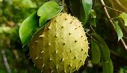 6 Benefits Of Soursop Leaves, How To Use, And Side Effects