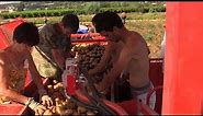 Potato harvester single row - Imac 7580 RB 25-30 - Kombajn za krompir