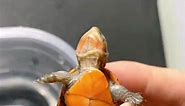 Red face egg turtle baby🐢🐢💚💚#turtle #🐢 #turtles #tortoise #cute #pet #reptile #reptiles