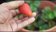 Growing Strawberries - Chandler Variety - Big & Delicious!