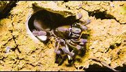 Trapdoor Spider Seizes Insect | The Dark: Nature's Nighttime World | BBC Earth