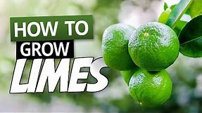 How To Grow Limes In A Pot - Growing Citrus in Containers