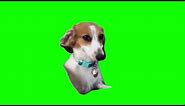 10 Funny Green Screen Dogs